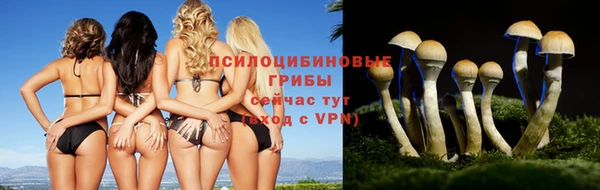 прущие грибы Абаза